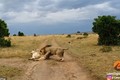 Xem sư tử đực bị vợ dạy dỗ vì "đòi yêu" sai lúc