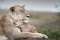 Ảnh động vật: Bình yên lạ cuộc sống vua sư tử 