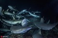 Cá mập "dàn hội đồng" săn cá mú sinh sản ngoạn mục
