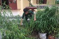 Người dân trồng 30 cây cần sa ở Thái Bình bị phát hiện