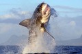 Bí ẩn cá mập trắng biến mất lạ lùng ngoài khơi Nam Phi
