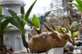 Độc lạ chơi Tết: dừa "hoa sen", bonsai dừa trâu độc lạ 