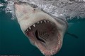 Cá mập trắng lớn “khoe” nanh vuốt khi săn mồi