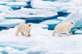 Chuyên gia ráo riết “tái đông lạnh” 2 vùng cực Trái đất: Ngăn tận thế? 
