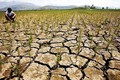 Vì sao chuyên gia cảnh báo El Nino khiến TG mất 3.000 tỷ USD?