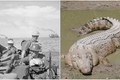 Thảm kịch cá sấu trên đảo Ramree khiến hàng trăm binh lính thiệt mạng 