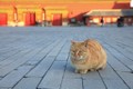 Bật mí thú vị “đội bảo vệ” khoảng 200 con mèo ở Tử Cấm Thành