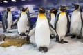 Vì sao chim cánh cụt được chọn là “nhà tiên tri” World Cup nữ 2023?