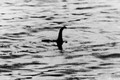 Loạt ảnh nổi tiếng chụp quái vật hồ Loch Ness: Bằng chứng xác thực?