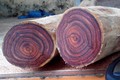 Soi loại gỗ đắt - hiếm nhất thế giới dân Quảng Bình vừa vớt được
