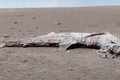 Cá mập phơi và loạt “thủy quái” khổng lồ từng dạt vào bờ biển