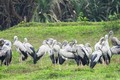 Chim nhạn quý hiếm tưởng tuyệt chủng bỗng xuất hiện ở Quảng Bình