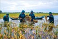 Bộ đội, dân quân tự vệ ngâm mình dưới nước giúp dân cắt lúa