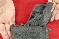 Phát hiện hóa thạch xương hàm khủng long tyrannosaurid lần đầu tại Nhật Bản 