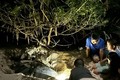 Hành trình “mẹ rùa” Malaysia đến Côn Đảo hạ sinh 108 “bé rùa“