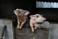 Ảnh thú vị về lợn Việt Nam qua ống kính phóng viên quốc tế (2) 