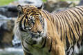 Loài hổ tuyệt chủng gần 40 năm bỗng tái xuất thần kỳ