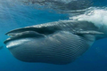 Những sự thật thú vị về cá voi xanh có thể bạn chưa biết