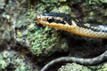 8 loài rắn hiếm nhất hành tinh sắp tuyệt chủng, giật mình lý do