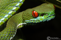 Kỳ lạ loài rắn lục có đôi mắt đỏ rực ở Việt Nam