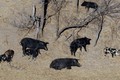 "Siêu lợn" khiến hệ sinh thái Bắc Mỹ lâm nguy
