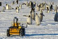 Robot trông giữ chim cánh cụt hoàng đế ở Nam Cực