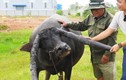 Người đàn ông Long An sở hữu "cụ trâu" có cặp sừng độc nhất vô nhị, chuyện đằng sau rất ly kỳ