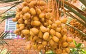 Nghề lạ ở Việt Nam: Mang quả lạ ở nước người về trồng thử, đến mùa trái trĩu trịt, cung không đủ cầu