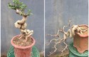 Loại cây mọc hàng rào lên đời thành bonsai, vừa đẹp vừa mang lại tài lộc, giá lên tới vài chục triệu/cây