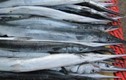 Loại cá xưa ít người biết, giờ thành đặc sản được người sành ăn "ưa chuộng", 140.000 đồng/kg