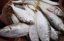 Loại cá xưa có đầy ít người ăn, giờ thành đặc sản nổi tiếng Thanh Hóa, ăn một lần sẽ nhớ mãi