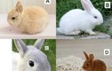 Trắc nghiệm tâm lý: Chú thỏ dễ thương nhất tiết lộ gì về vận ​​may của bạn trong đời?