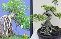 Cây dại thành bonsai dáng thế đẹp, nằm trong bộ Tứ Linh, có cây "khủng" giá tiền tỷ nhưng khó mua được