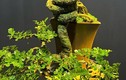 Loại cây lạ tỏa mùi thơm lên chậu thành bonsai, tượng trưng cho sự thăng tiến và may mắn, có cây giá hàng trăm triệu