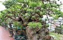 Cây ăn quả quen thuộc lên chậu thành bonsai được ưa chuộng, vừa đẹp vừa mang lại tài lộc dồi dào, có cây giá vài tỷ