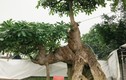 Cây dại cho hoa có mùi thơm đặc biệt, lên chậu thành bonsai đẹp lạ, có cây "khủng" được trả giá 6 tỷ đồng