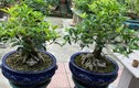 Cây lạ tỏa mùi thơm đặc biệt lên chậu thành bonsai có dáng thế đẹp, mang lại may mắn, có cây "khủng" giá đến 1,6 tỷ đồng