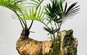 Cây dại ở bờ bụi lên chậu thành bonsai có dáng thế đẹp lạ, mang lại may mắn và bình an, có cây được trả giá 1 tỷ đồng