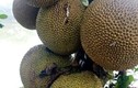 Loại quả xưa rụng đầy không ai ngó ngàng, nay thành đặc sản nổi tiếng có hương vị đặc biệt, dân thành phố thích mê