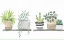 Trắc nghiệm tâm lý: Bạn sẽ đặt chậu cây nào trong nhà mình?
