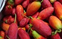 Loại quả xưa rụng đầy không ai biết đến, nay thành đặc sản có hương vị lạ được người thành phố ưa chuộng, ai ăn cũng mê