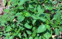 Loại lá ở bờ bụi xưa cho lợn ăn, nay thành đặc sản khoái khẩu ở thành phố có hương vị đặc biệt, 70.000 đồng/kg