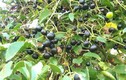 Loại quả dại xưa rụng đầy không ai ngó ngàng, nay thành đặc sản dân thành phố tranh nhau mua vì hương vị lạ, 80.000 đồng/kg