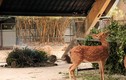 Tận mắt “công nghệ” sưởi cho thú ở công viên Thủ Lệ