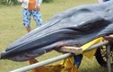 Cá voi trọng thương bơi vào bờ biển Huế