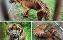 Cận cảnh con hổ “ốm đói” kỳ dị nhất thế giới