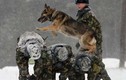 Đột nhập trung tâm huấn luyện chó nghiệp vụ Belarus