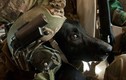 Cách quân đội Mỹ đào tạo “chiến binh chó“
