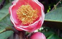 Phát hiện hoa trà mi quý hiếm ở Việt Nam