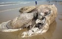 Hàng loạt xác chết khổng lồ xuất hiện trên bờ biển Việt Nam